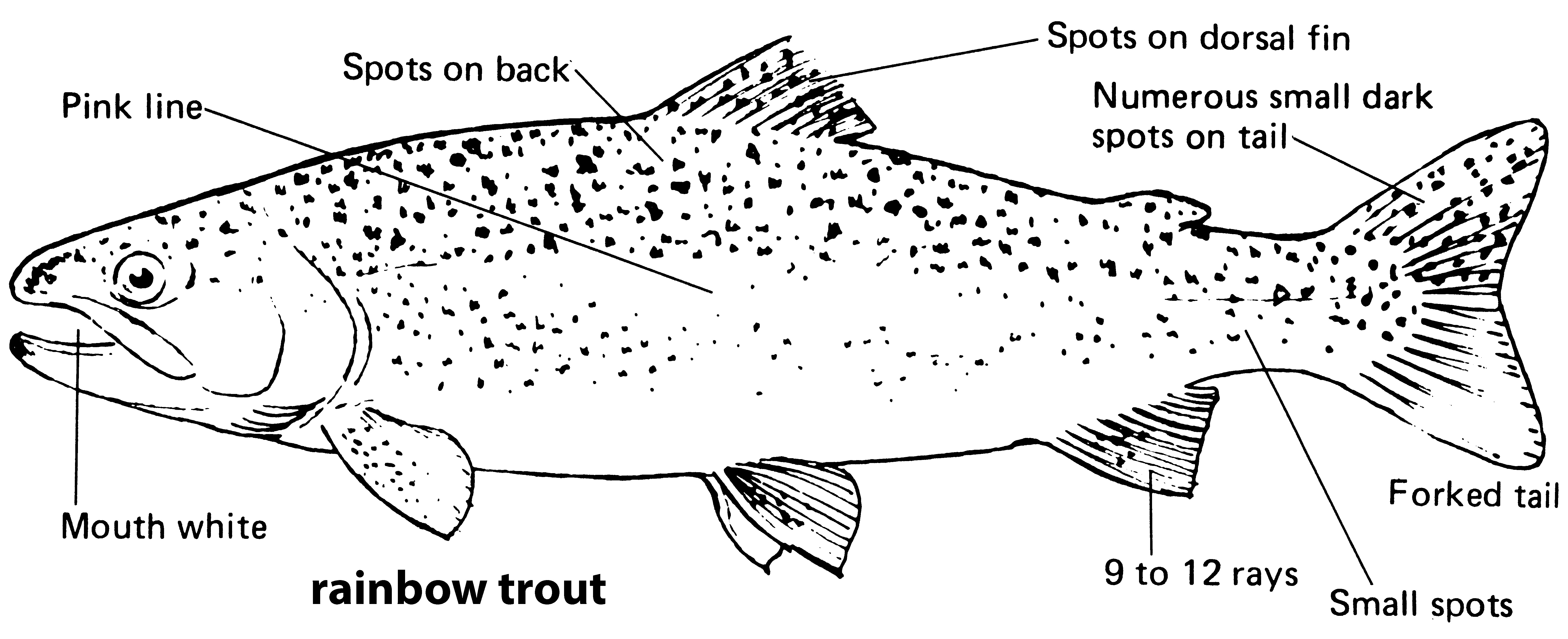 characteristics of a rainbow trout